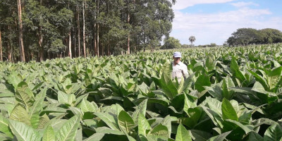 continua_asistencia_tecnica_para_lograr_mejoras_en_tabaco_para_cigarros_y_puros.jpg
